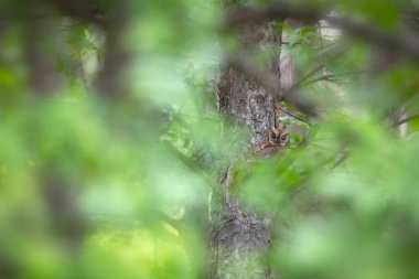 Baykuş. Avrasya Baykuşu. (Otus vurur). Yeşil doğa arkaplanı.