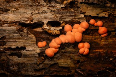 Little cute mushroom family. Lycogala Epidendrum. Wolf's milk. Nature backgroound.   clipart