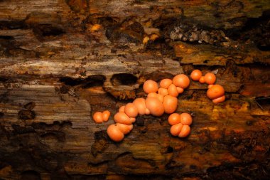 Little cute mushroom family. Lycogala Epidendrum. Wolf's milk. Nature backgroound.   clipart