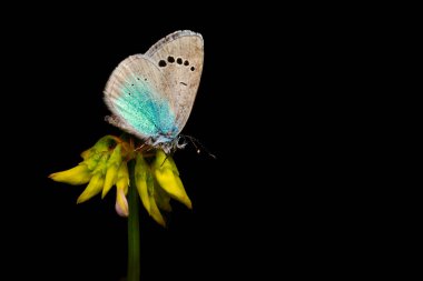 Pontic Blue. Polyommatus coelestina. Nature background.  clipart