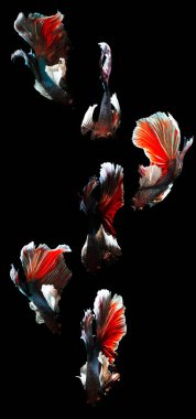 Beta balığı, en estetik su canlılarından biri. Siyah arkaplan. 