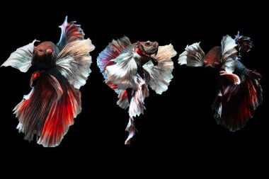 Beta balığı, en estetik su canlılarından biri. Siyah arkaplan. 