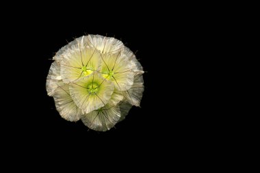 Wild flower. Lomelosia stellata. Dark nature background. clipart
