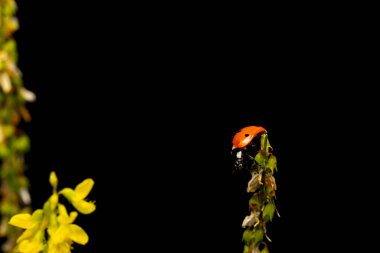 Ladybird. Black nature background. Plant: Melilotus officinalis. Sweet yellow clover. clipart