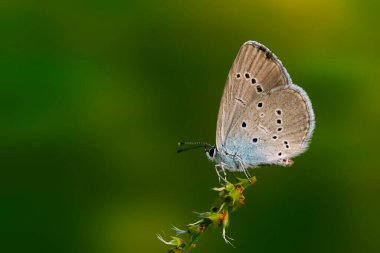 Polyommatus semiargus. Mazarine Blue. Yeşil doğa arkaplanı. 