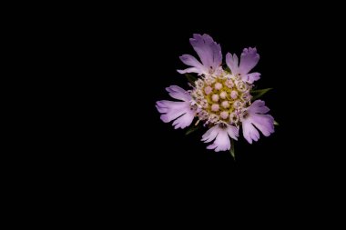 Wild flower. Lomelosia stellata. Dark nature background. clipart
