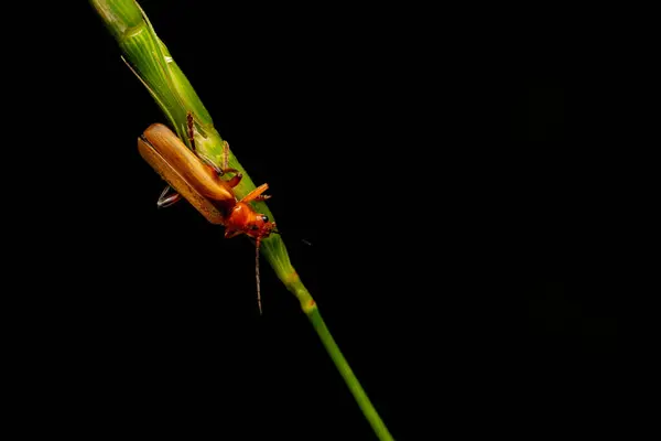 stock image Cantharidae. Rhagonycha nigriceps. Dark nature background. 