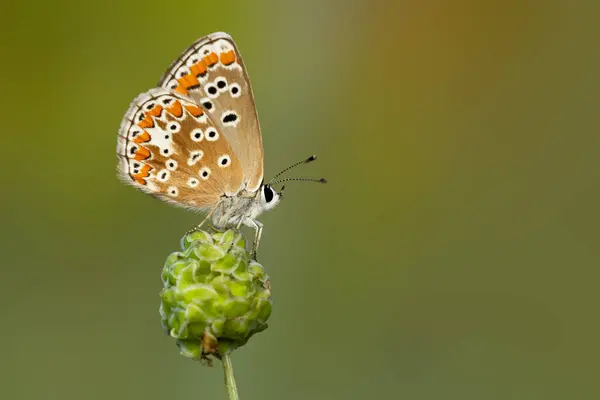 stock image Butterfly. Aricia agestis Brown Argus. Nature background. 