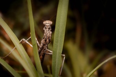 Peygamber devesi. Yakın plan fotoğraf. Yeşil doğa arkaplanı. 
