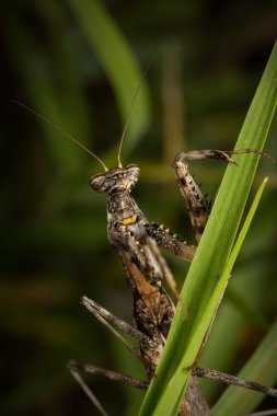 Peygamber devesi. Yakın plan fotoğraf. Yeşil doğa arkaplanı. 