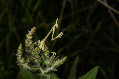 Peygamber devesi. Yakın plan fotoğraf. Doğa arkaplanı. 