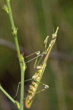Peygamber devesi. Yakın plan fotoğraf. Doğa arkaplanı. 