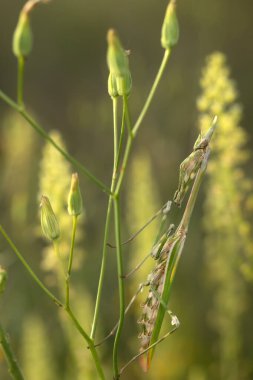 Peygamber devesi. Yakın plan fotoğraf. Yeşil doğa arkaplanı. 