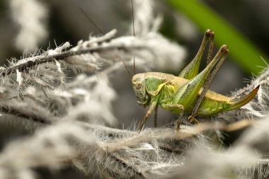 Çekirge. Yakın plan fotoğraf. Doğa arkaplanı. 