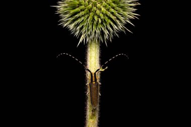 Agapanthia asphodeli. Asphodel Uzun Boynuzlu Böceği. Yakın plan fotoğraf. Doğa arkaplanı. 