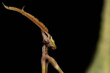 Peygamber devesi. Yakın plan fotoğraf. Doğa arkaplanı. 