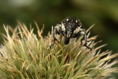 Kriptorhynchus Curculionidae. Yakın plan fotoğraf. Doğa arkaplanı. 