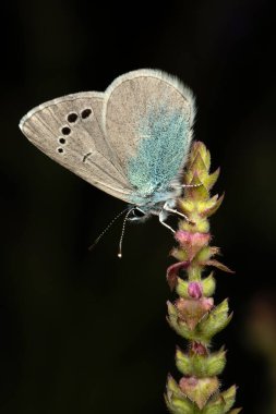 Kelebek. Yeşil Underside Blue. Glaucopsyche alexis. Makro doğa. Doğa arkaplanı. 