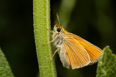 Thymelicus sylvestris. Small Skipper. Macro nature. Nature background.  clipart