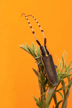 Agapanthia asphodeli. Asphodel Long Horned Beetle. Close-up photo. Nature background.  clipart