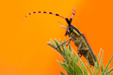 Agapanthia asphodeli. Asphodel Uzun Boynuzlu Böceği. Yakın plan fotoğraf. Doğa arkaplanı. 