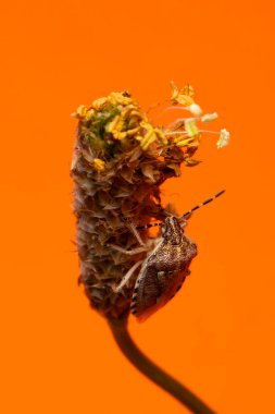 Dolycoris baccarum. Sloe böceği. Kıllı kalkan böceği. Yakın plan fotoğraf. Doğa arkaplanı. 