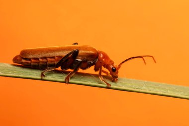 Rhagonycha fulva. Makro doğa. Doğa geçmişi. Rhagonycha fulva. 