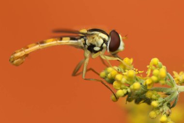 Sphaerophoria scripta. Long Hoverfly. Macro nature. Orange nature background.  clipart