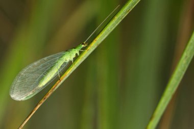 Chrysoperla Carnea. Bitki dostu yırtıcı böcek. Makro doğa. Doğa arkaplanı. 