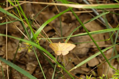 Idaea serpentata. Güve. Yakın plan fotoğraf. Doğa arkaplanı. 