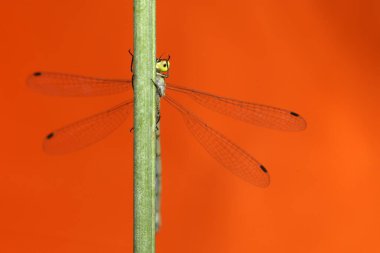 Yusufçuk. Makro doğa. Turuncu doğa arkaplanı. 
