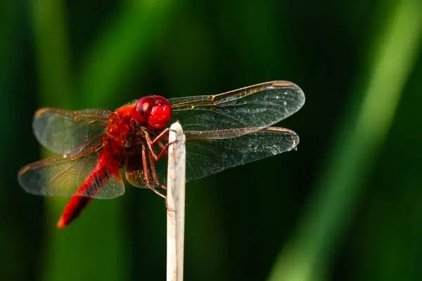 stock image Red Dragonfly. Macro nature. Nature background. 