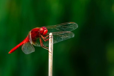 Kızıl Yusufçuk. Makro doğa. Doğa arkaplanı. 