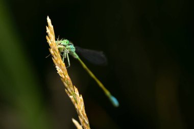 Yusufçuk. Makro doğa. Doğa arkaplanı. 