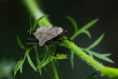 Kahverengi kokulu böcek. Halyomorfa Halys. Makro doğa. Doğa arkaplanı. 