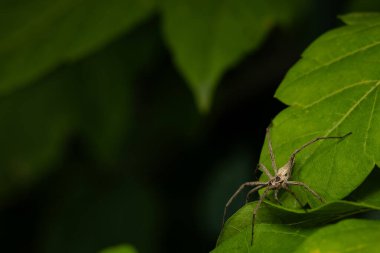 The nursery web spider. Spider. Pisaura mirabilis. Close up nature. Nature background. clipart