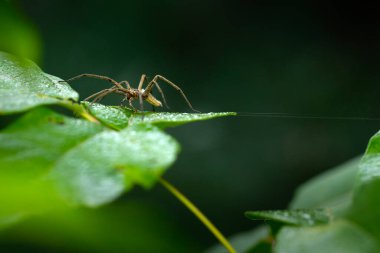 Çocuk ağı örümceği. Örümcek. Pisaura mirabilis. Doğayı kapatın. Doğa arkaplanı.