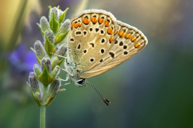 Kelebek. Ortak Mavi. Doğayı kapatın. Doğa geçmişi. Polyommatus icarus 