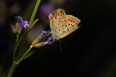 Kelebek. Ortak Mavi. Doğayı kapatın. Doğa geçmişi. Polyommatus icarus 