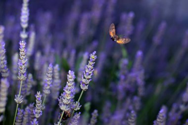 Şahin güvesi. Macroglossum stellatarum. Doğayı kapatın. Doğa arkaplanı.