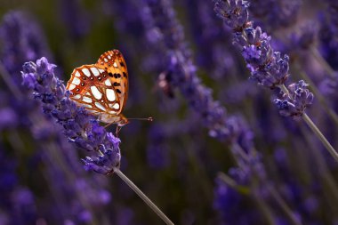 İspanya Kraliçesi Fritillary. İssoria lathonia. Kelebek. Doğayı kapatın. Yeşil doğa arkaplanı. 