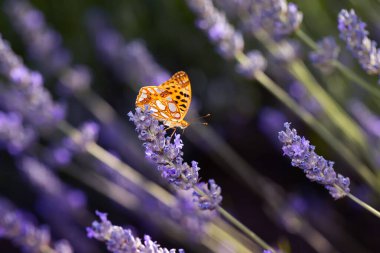 İspanya Kraliçesi Fritillary. İssoria lathonia. Kelebek. Doğayı kapatın. Yeşil doğa arkaplanı. 