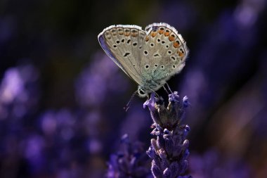 Kelebek. Polyommatus icarus. Ortak Mavi. Makro doğa. Doğa arkaplanı. 