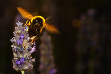 Yaban arısı. Bomba. Bombus terrestris. Doğa arkaplanı.   