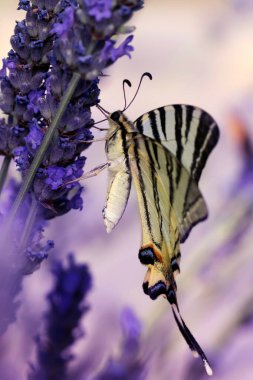 Iphiclides podalirius. Kırlangıç Kuyruk. Makro doğa. Doğa arkaplanı. 