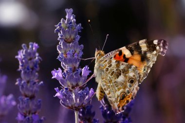 Kelebek. Boyalı Kadın. Vanessa cardui. Makro doğa. Doğa arkaplanı. 