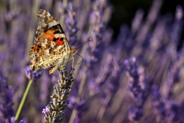 Kelebek. Boyalı Kadın. Vanessa cardui. Makro doğa. Doğa arkaplanı. 