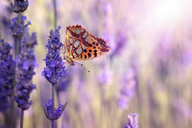 İssoria lathonia. İspanya Kraliçesi Fritillary. Makro doğa. Doğa arkaplanı. 