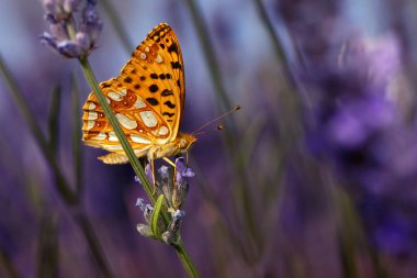 İssoria lathonia. İspanya Kraliçesi Fritillary. Makro doğa. Doğa arkaplanı. 