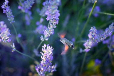 Şahin güvesi. Macroglossum stellatarum. Doğa arkaplanı.